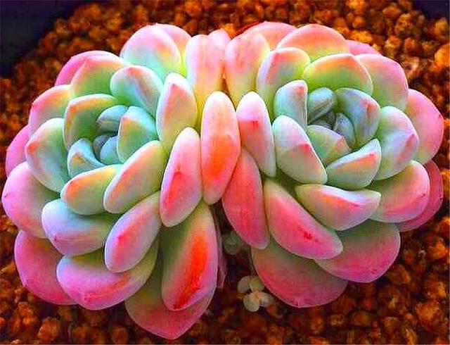 多肉中的"冰美人",只要3招,粉里透红颜值高,不要被名字欺骗