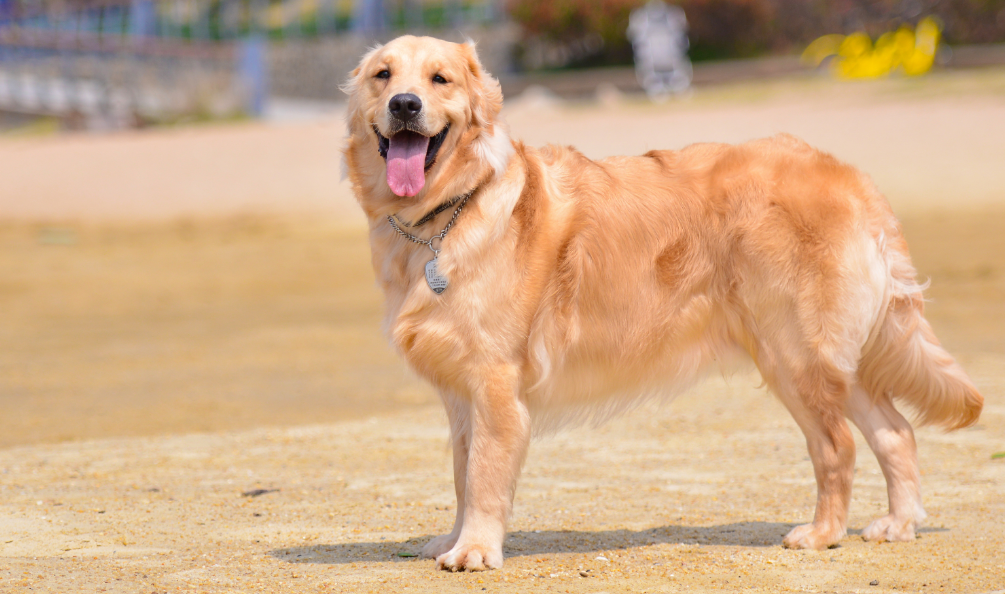 金毛犬长什么样子图片