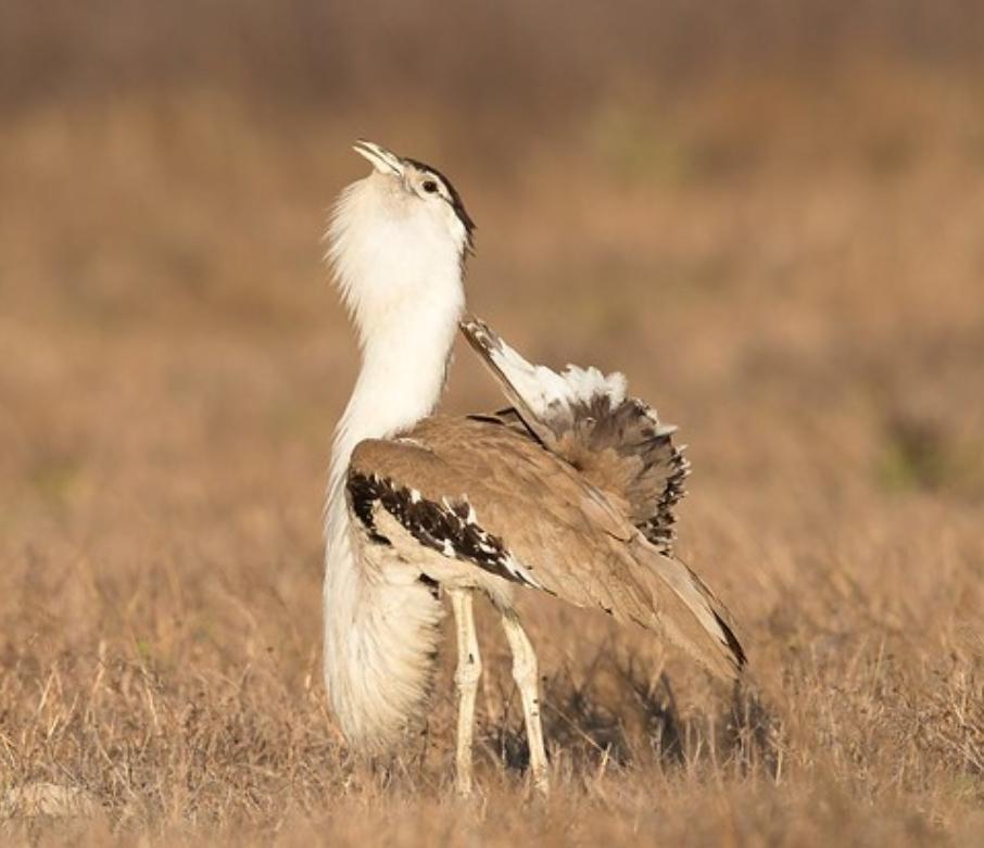 鸨作为一种大型禽鸟,它的体型庞大,鸨还是我国一级保护动物