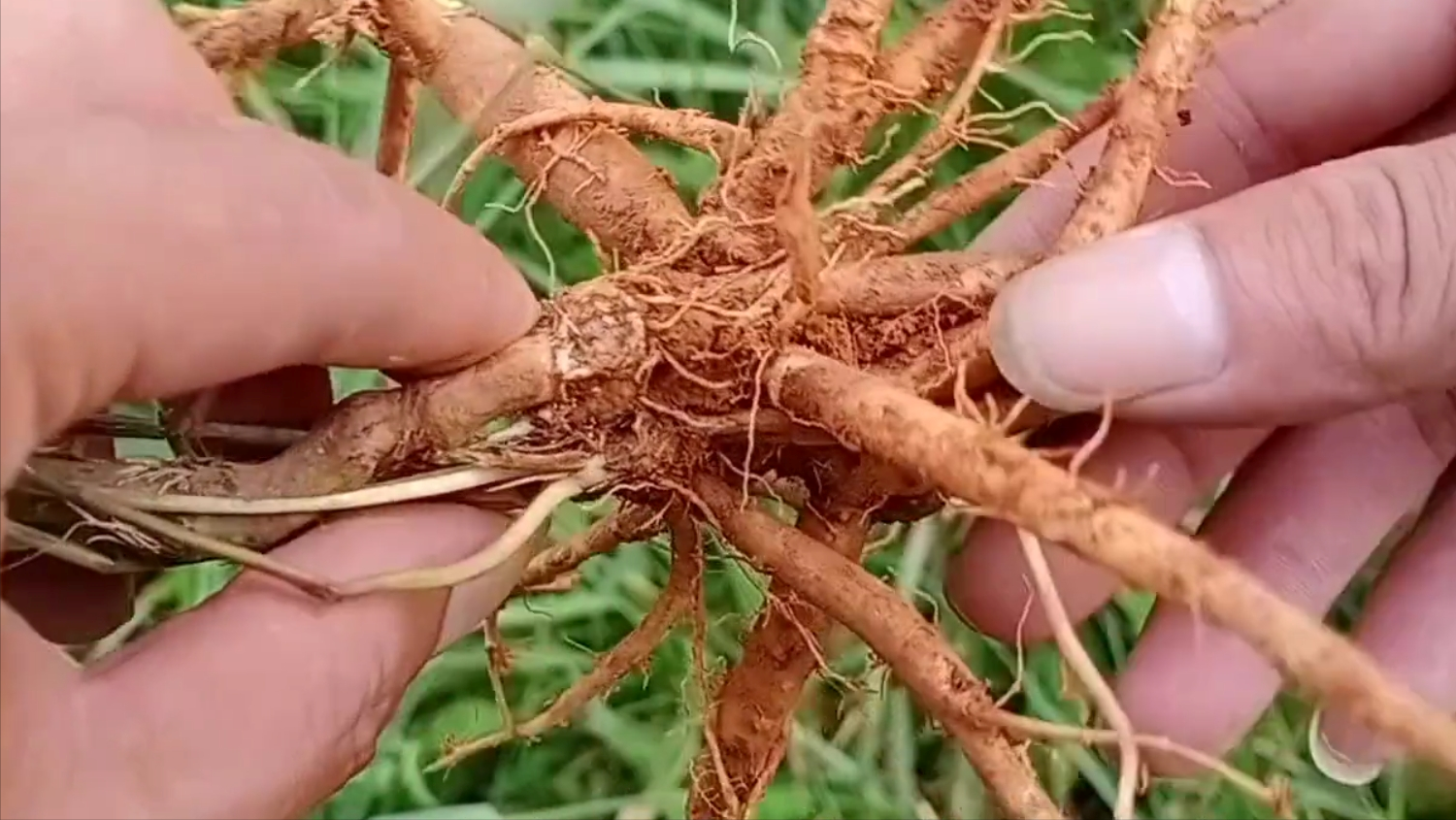 鸡爪参植物图图片