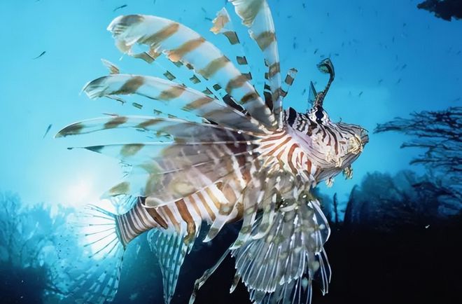 探索海洋中存在的神秘生物——海怪的真实性质及研究进展