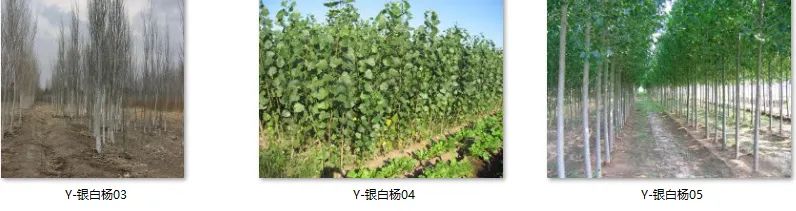 植物图片大全（各种植物图片及名称） 第46张