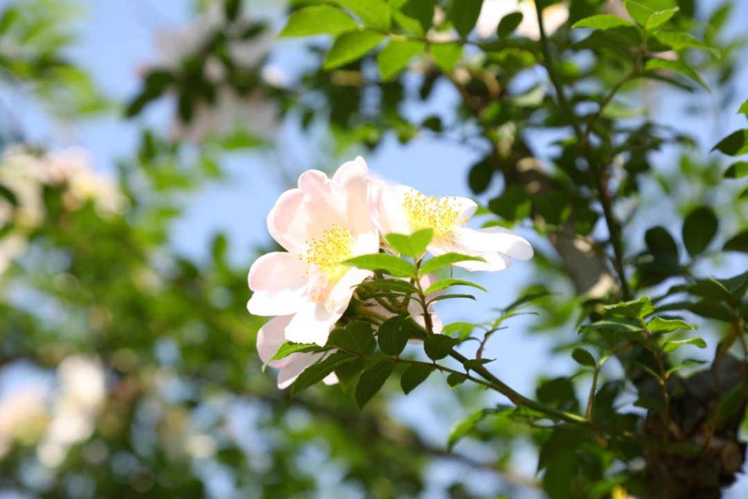 快来打卡!安顺市西秀区双堡镇金刺梨花开成海