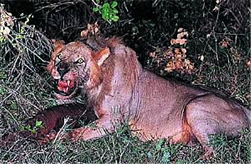察沃的食人狮图片