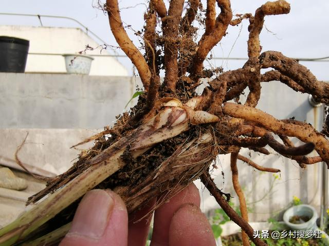 兰花烂根了如何抢救?跟我做4步,兰苗很快就会发出来