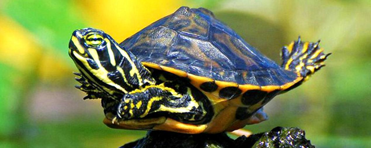 黄耳龟能长多大?