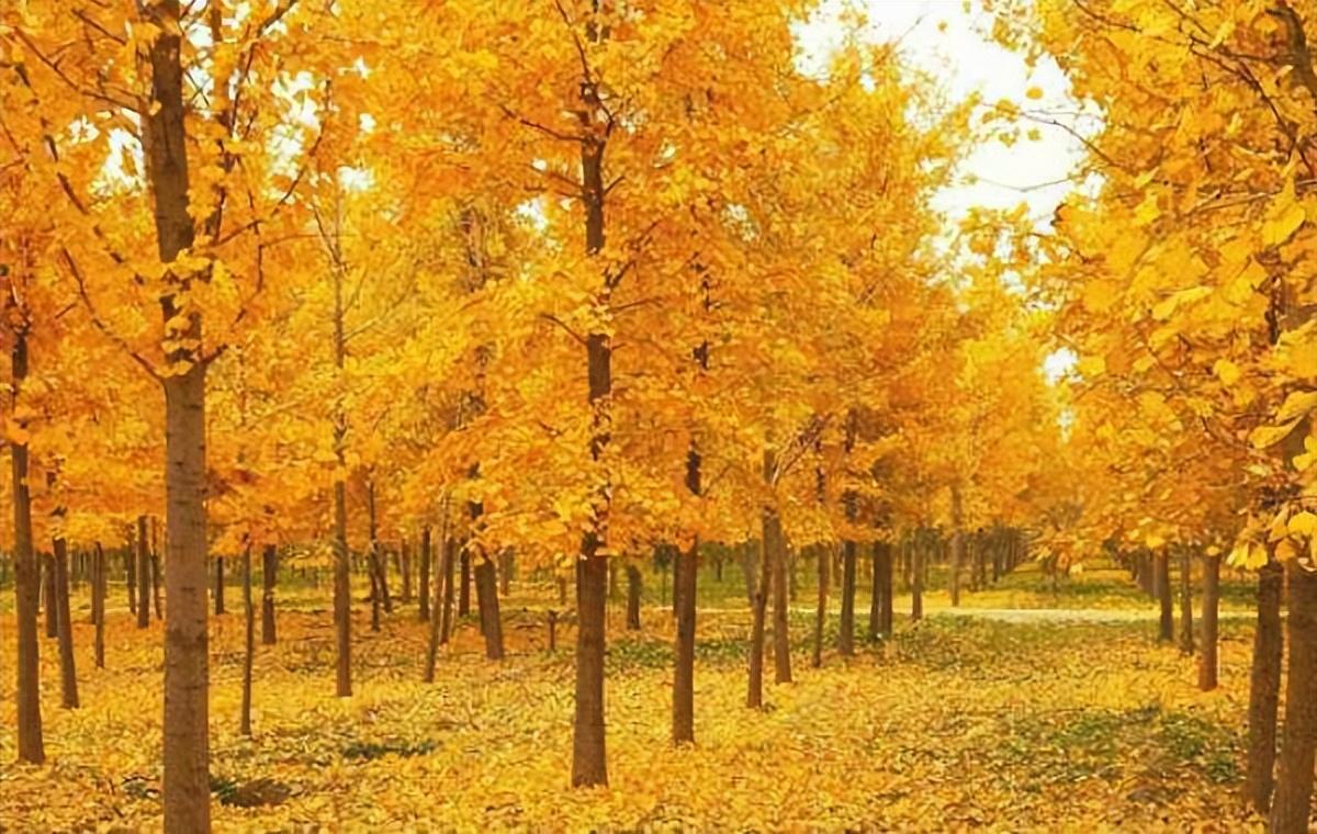它有何魅力?河南10地以它做市树,首都北京市树也是它!