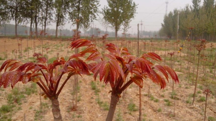 香椿苗怎么种植图片