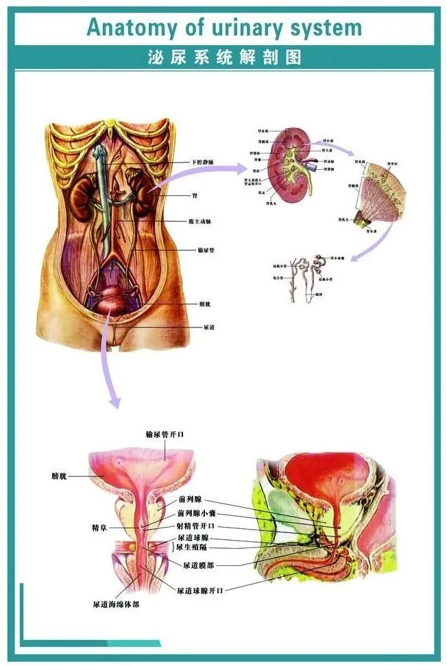 女性肾脏输尿管结构图图片