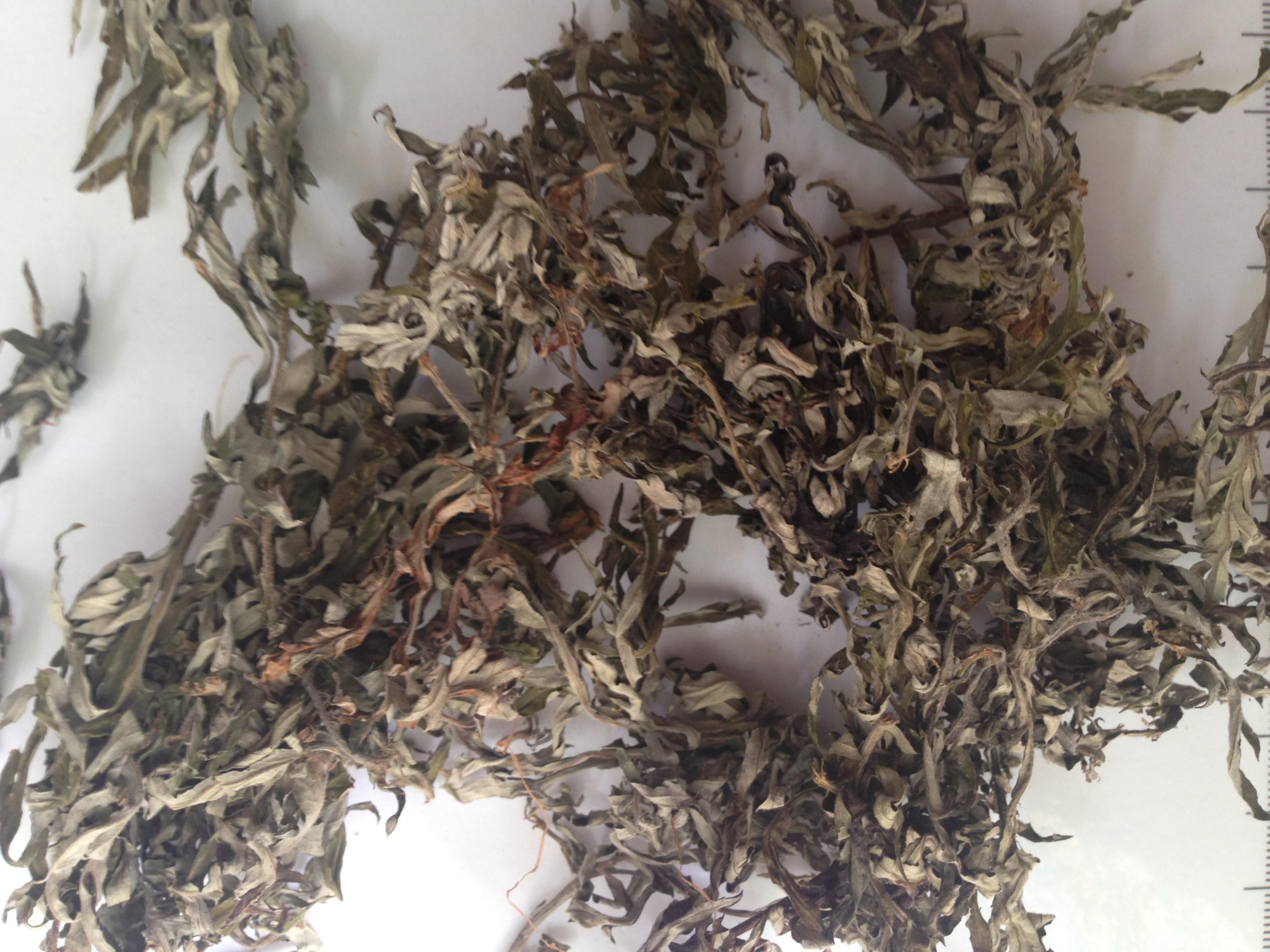 用艾叶水洗头,有什么好处?一个月之后,或会好处多多