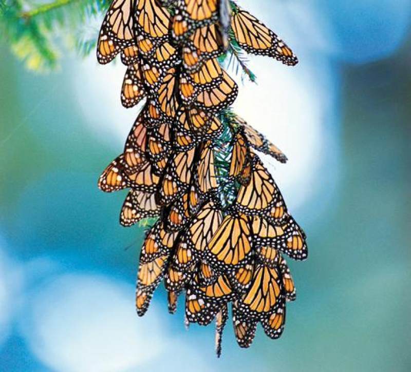 在花丛中翩翩起舞的君主斑蝶,它有怎样的生活特性和体貌形态呢?