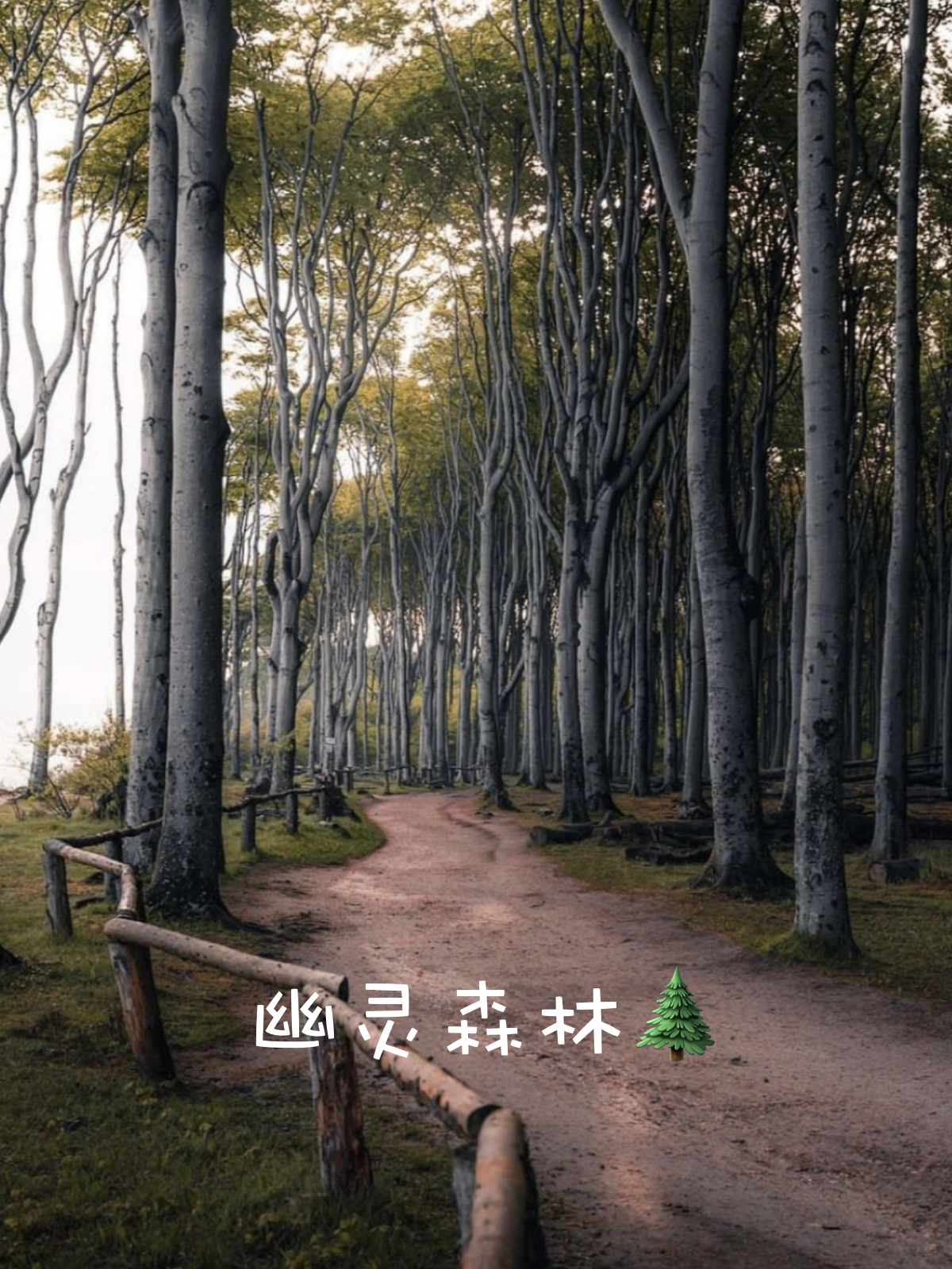 nienhagen幽灵森林