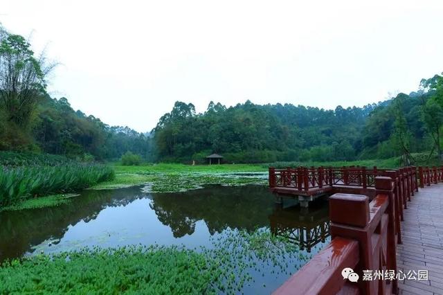 青衣芦狄·天水一色:嘉州绿心公园芦山湿地