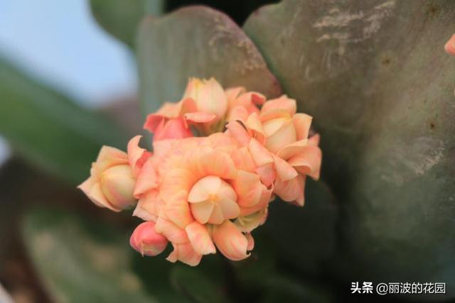 摩尔长寿花,花开肉色花朵重瓣,花开到6月花期长个别花朵带红丝