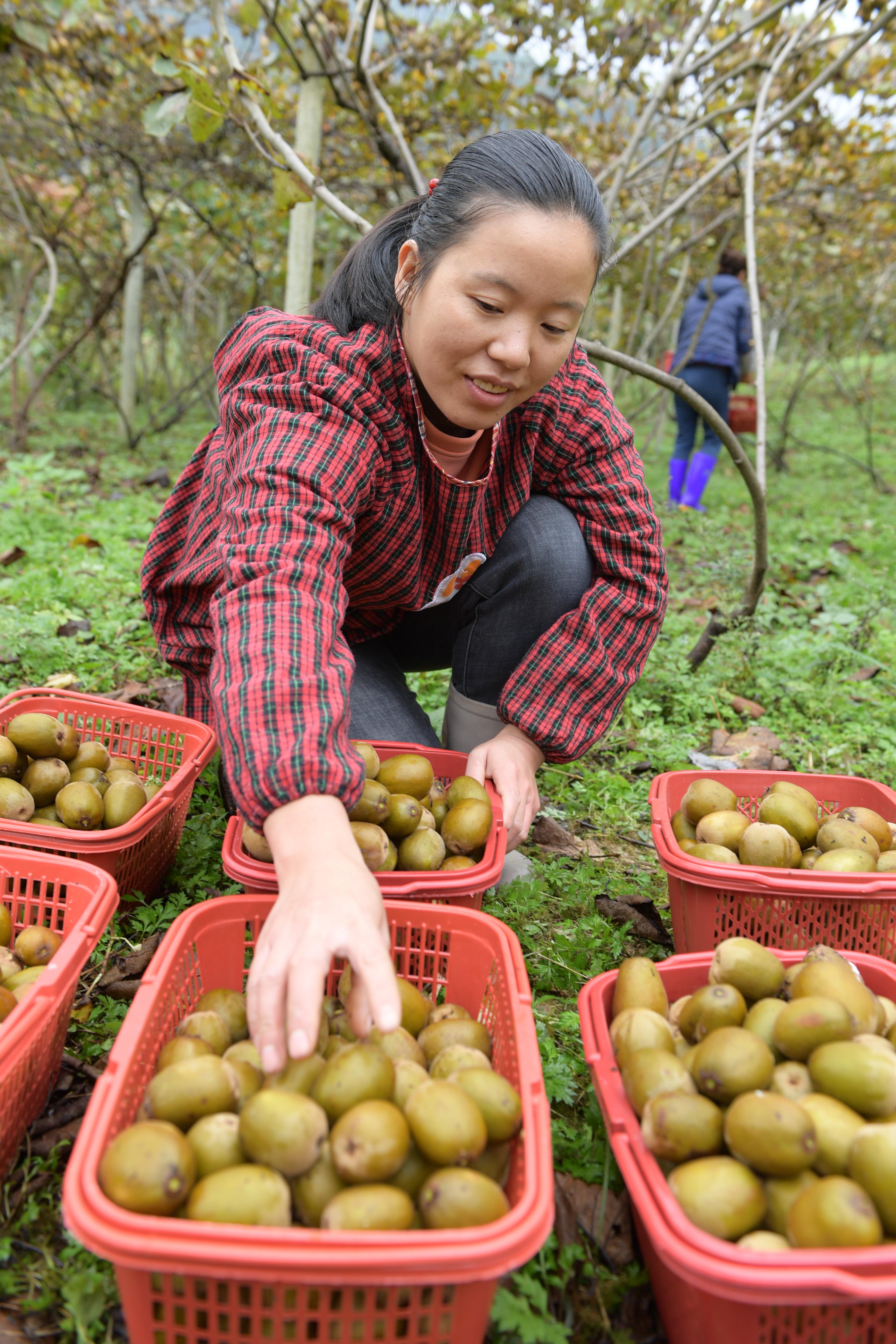 贵州剑河:猕猴桃采摘忙(2)