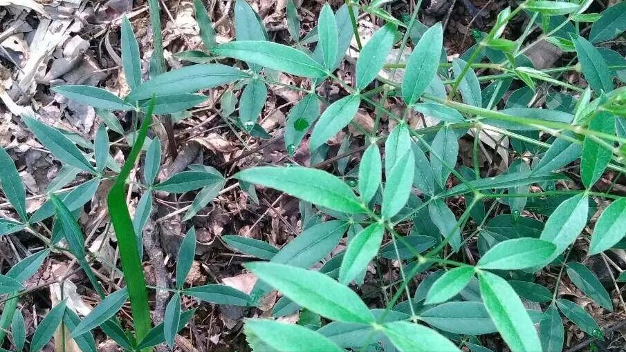 鸡爪参植物图图片