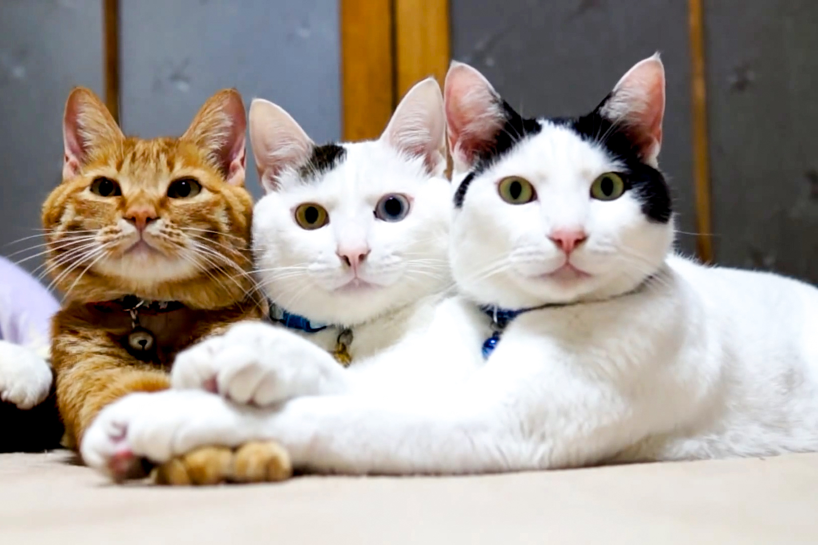 虐猫事件此起彼伏,为何虐待动物主要以虐猫为主?这些人为何恨猫