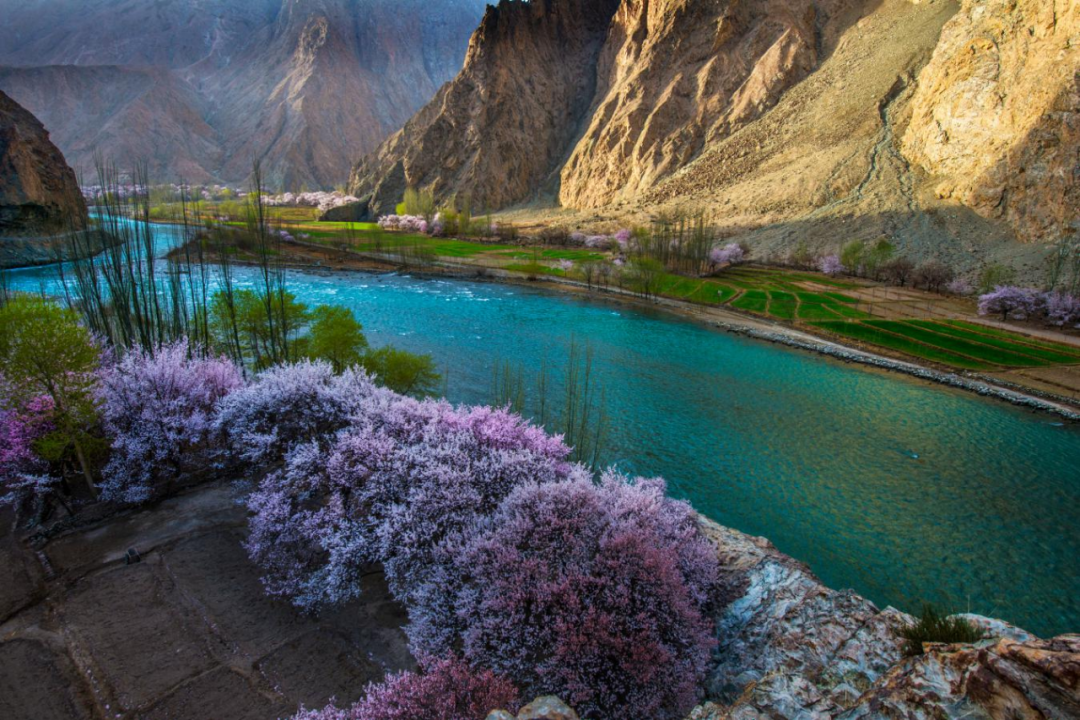 阿克陶县昆仑大峡谷第一届杏花节(塔尔乡分会场)将盛大开幕