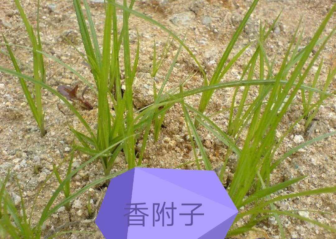 农村10大恶草之一的香附子,懂它的老人称为胃痛草,你认识了解吗