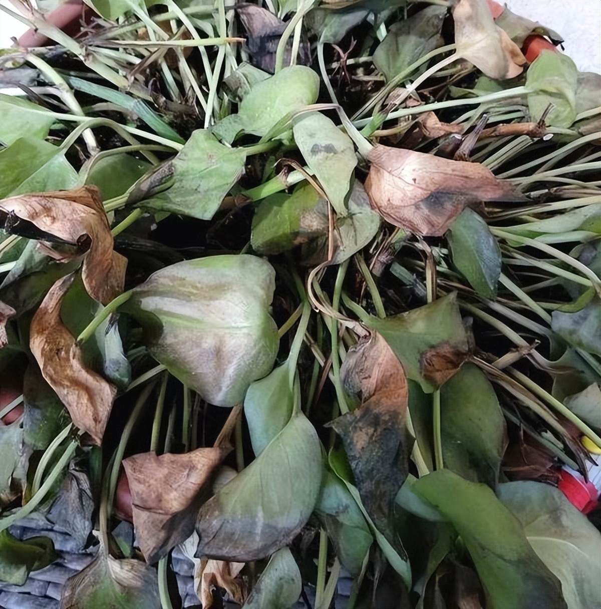 绿萝在花店养得非常好,买回家就发蔫?来听听我的养花心得