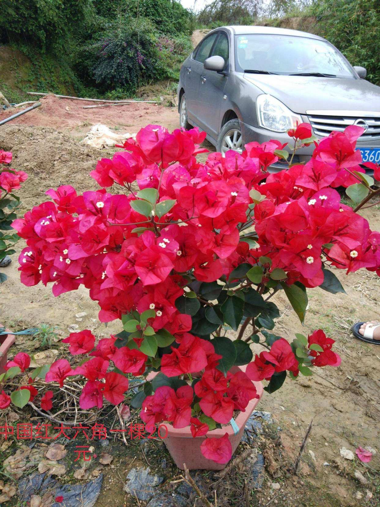 同安红是一种怎样的品种,为什么这么多人喜欢它?