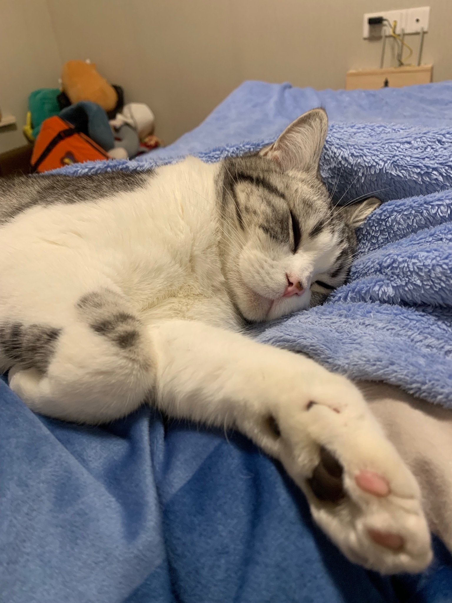 太神奇了!猫咪睡觉的地方,和主人有很大关系