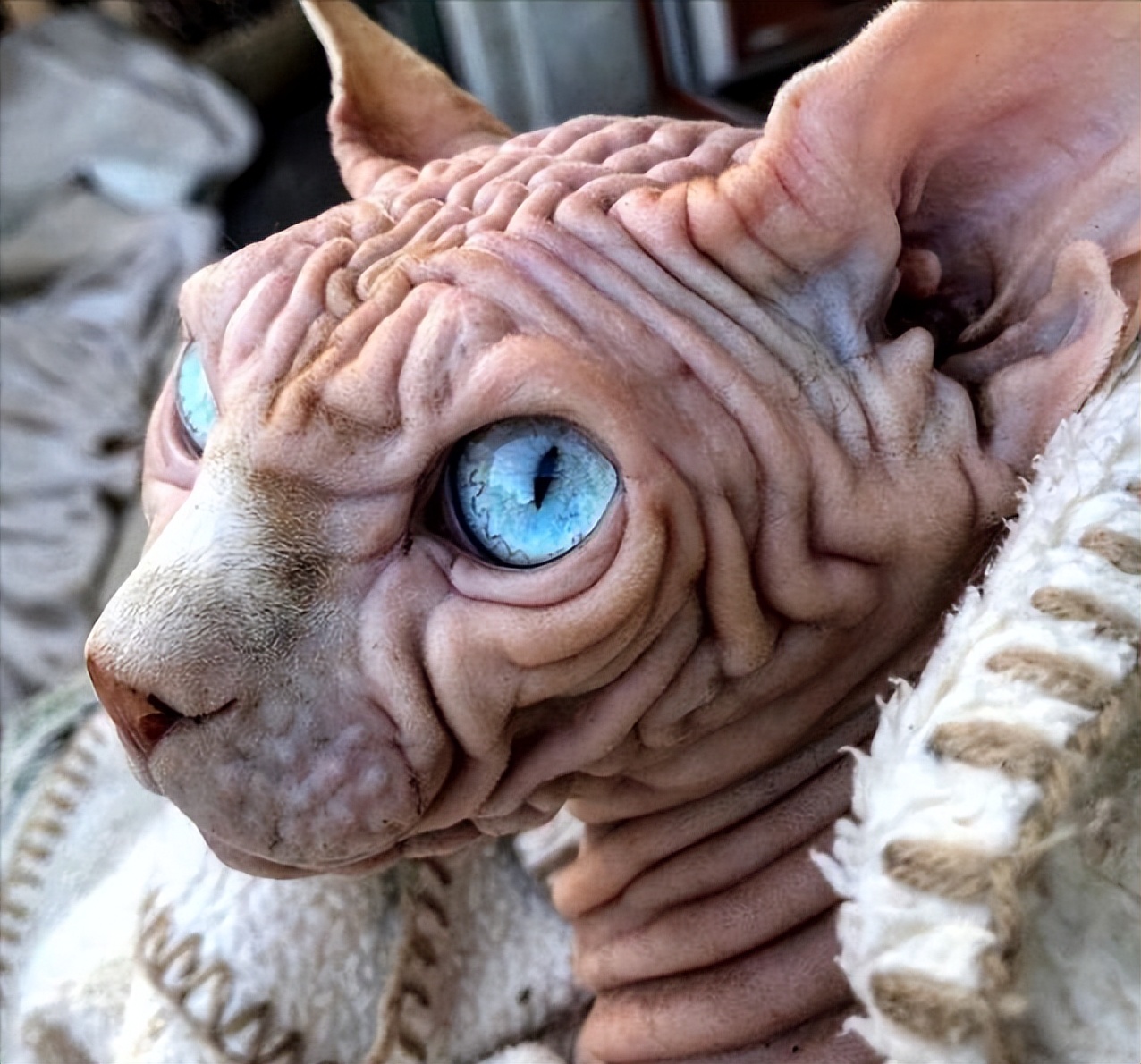 "无毛猫"这么丑,为什么还有不少人饲养?网友:优点多