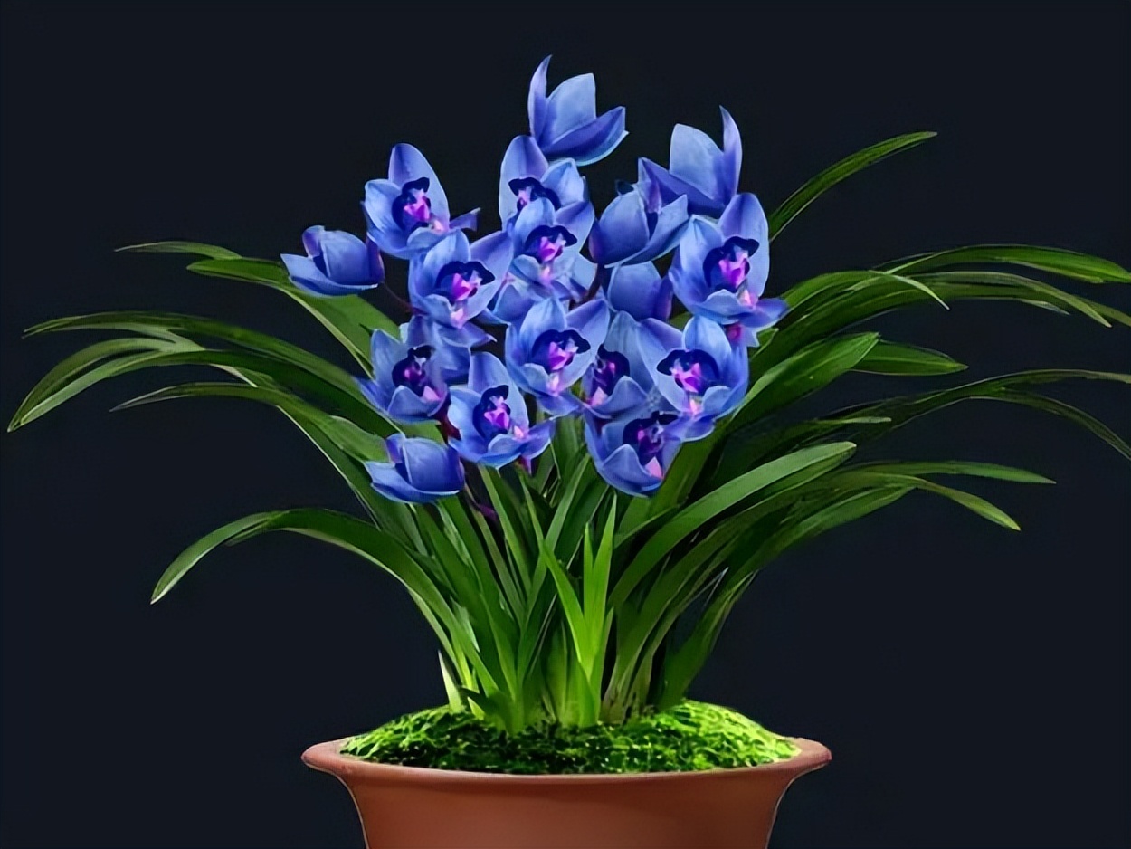 如同蝴蝶般翩翩起舞的醉玲珑,十分惊艳