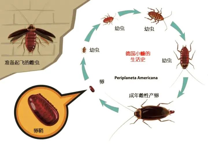 九成人都不知曉蟑螂天敵是誰家裡頭擺1點它蟑螂就消失了