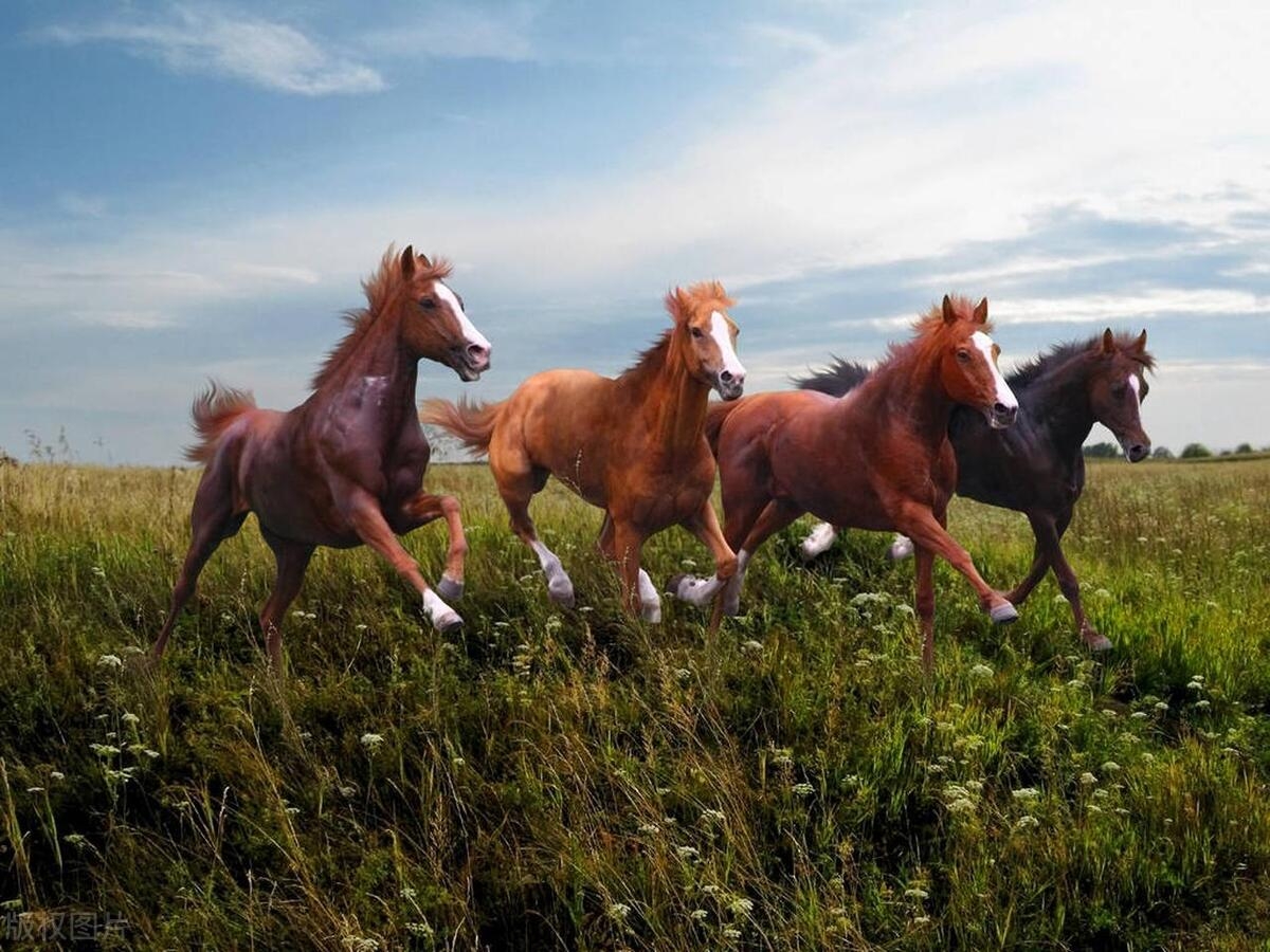 发现狼群围住了马群