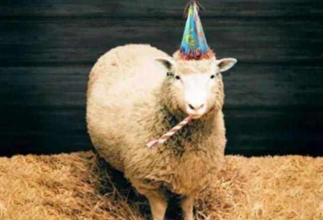 乳糖不耐者福音:俄罗斯成功克隆第一头转基因奶牛可产无乳糖牛奶