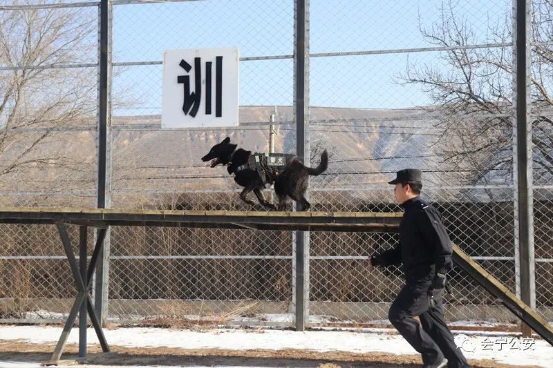 北京警犬训练基地图片