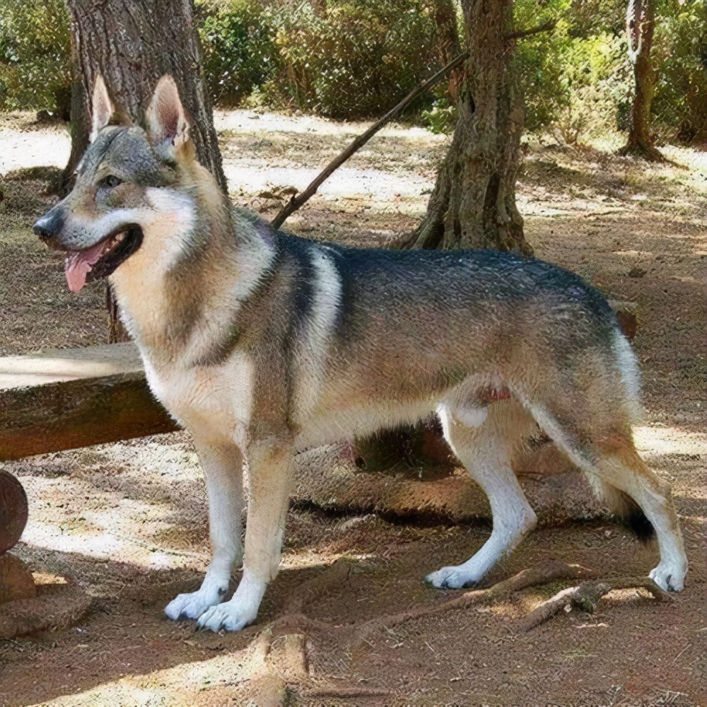 拉克诺斯犬图片