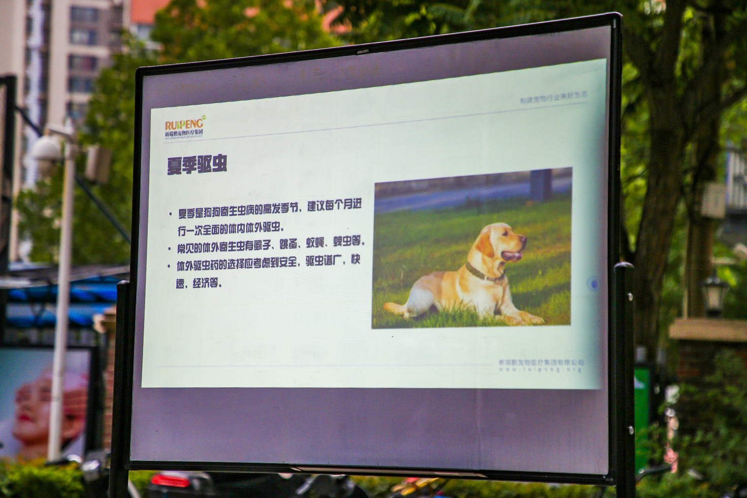 新瑞鹏旗下宠颐生夏日养宠课堂"清凉"来袭