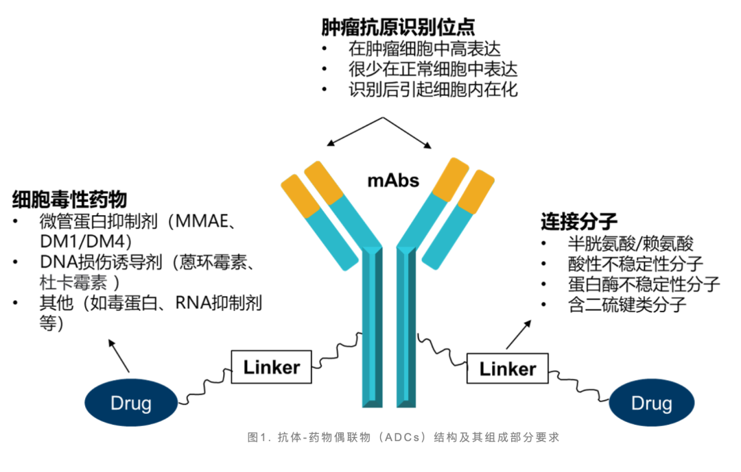 抗原,形成adc-抗原複合物,然後通過網格蛋白(clathrin)介導的內吞作用