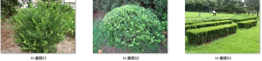 植物图片大全（各种植物图片及名称） 第90张