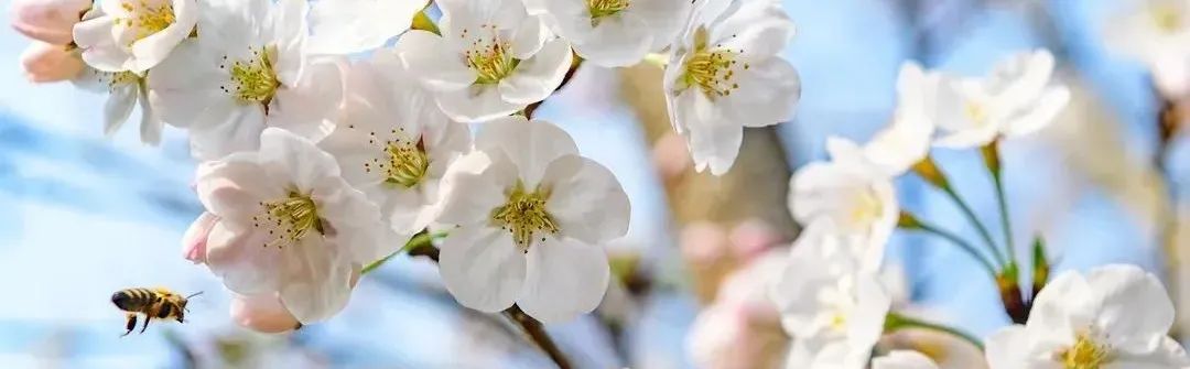 又到春花烂漫时梨花三月醉东坡 头条 眉山全搜索 眉山人吃喝玩乐权威指南