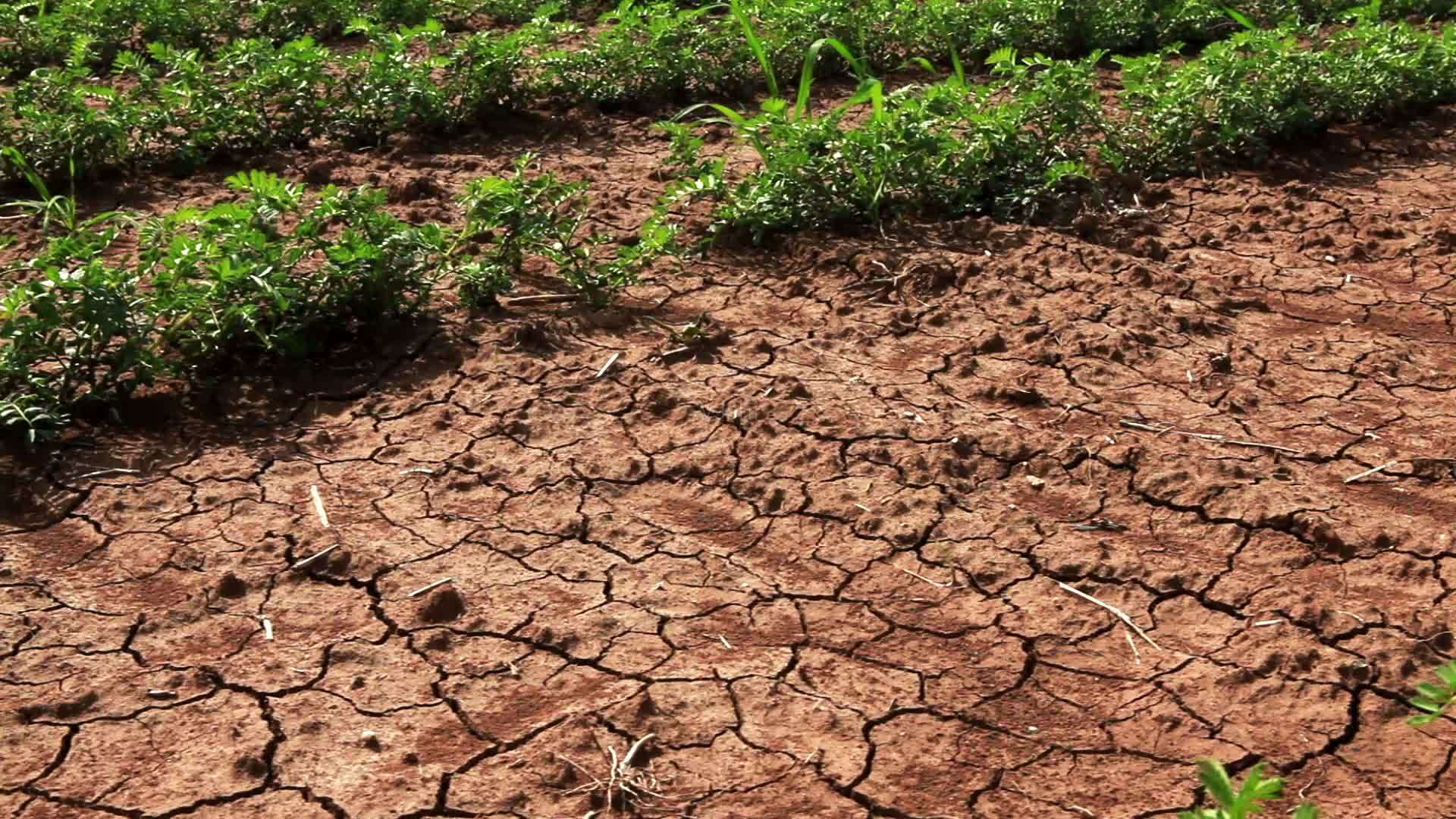 美媒:土壤水分急剧下降,改变种植策略.
