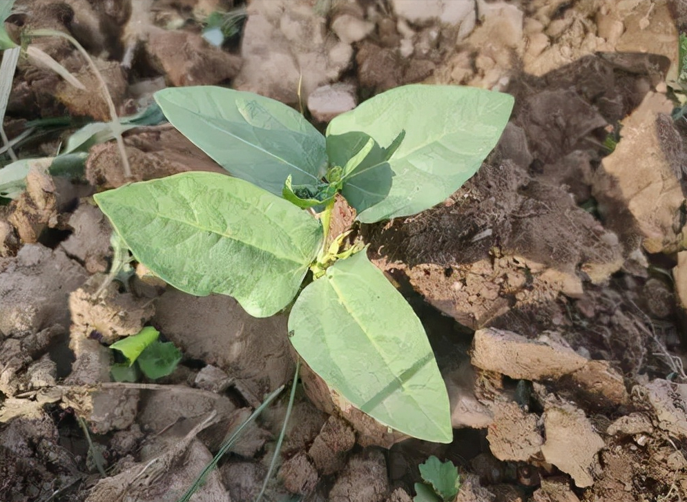 豆角种植技术