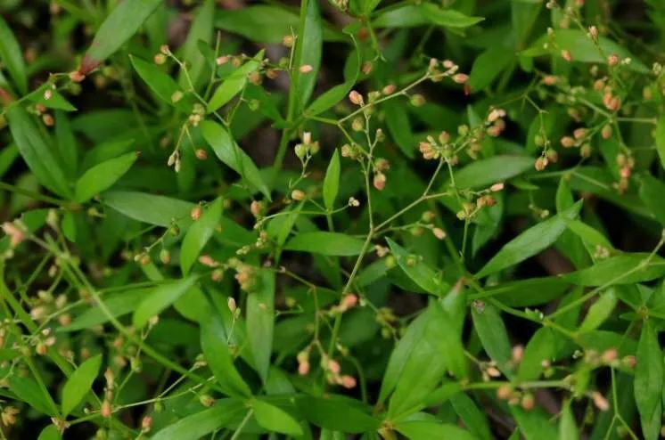 农田常见的"瓜子草",俗称"解毒草",用来泡茶好处多