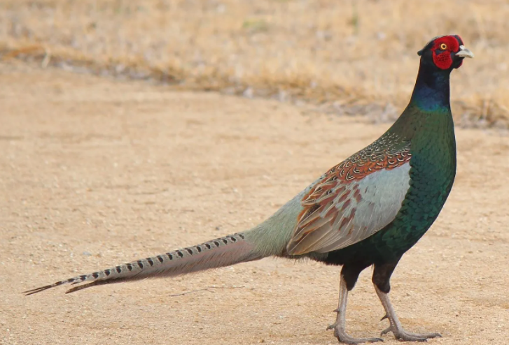 美国国鸟是鹰,日本的是绿雉,印度为孔雀,中国国鸟是什么呢?