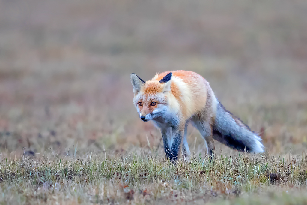 中国最小的狐狸沙狐,为什么看似总卖萌?这其实是一致命弱点