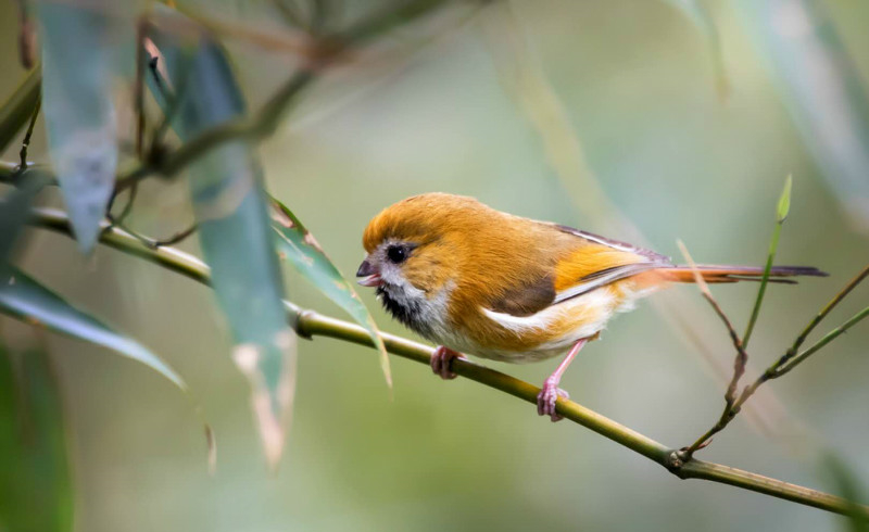 娇小可爱的金色鸦雀