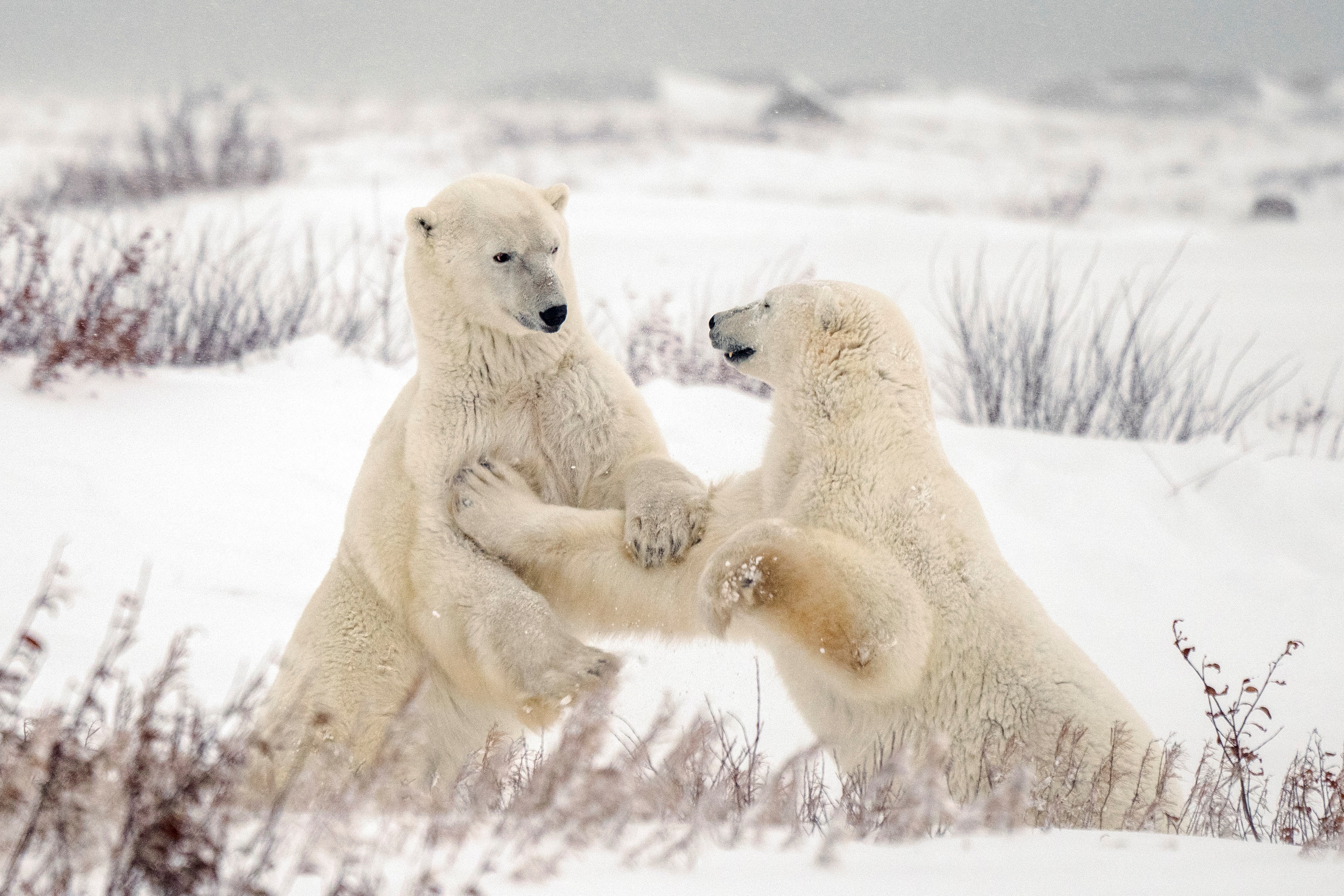 雪地里的北极熊