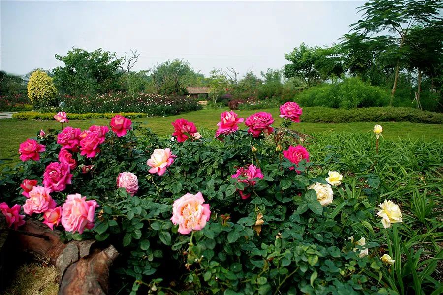 4宝趣玫瑰园世界 位于著名从化美丽乡村之称西和村,坐落于北回归