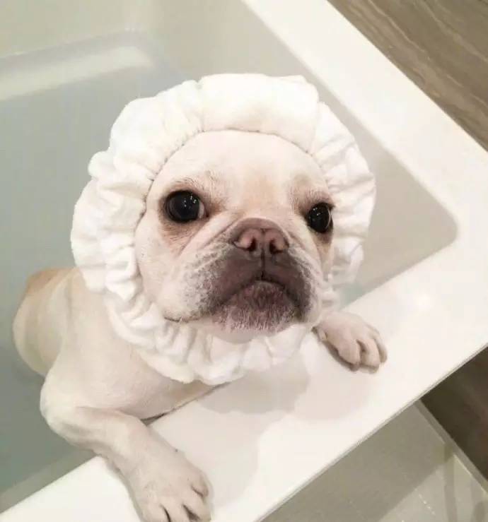 别再劝我养"法斗"了,我快被害惨了!