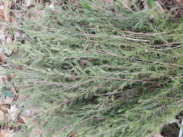 这植物叫"岗松",以前用来做扫把,扫地很好用,现在很难看到了