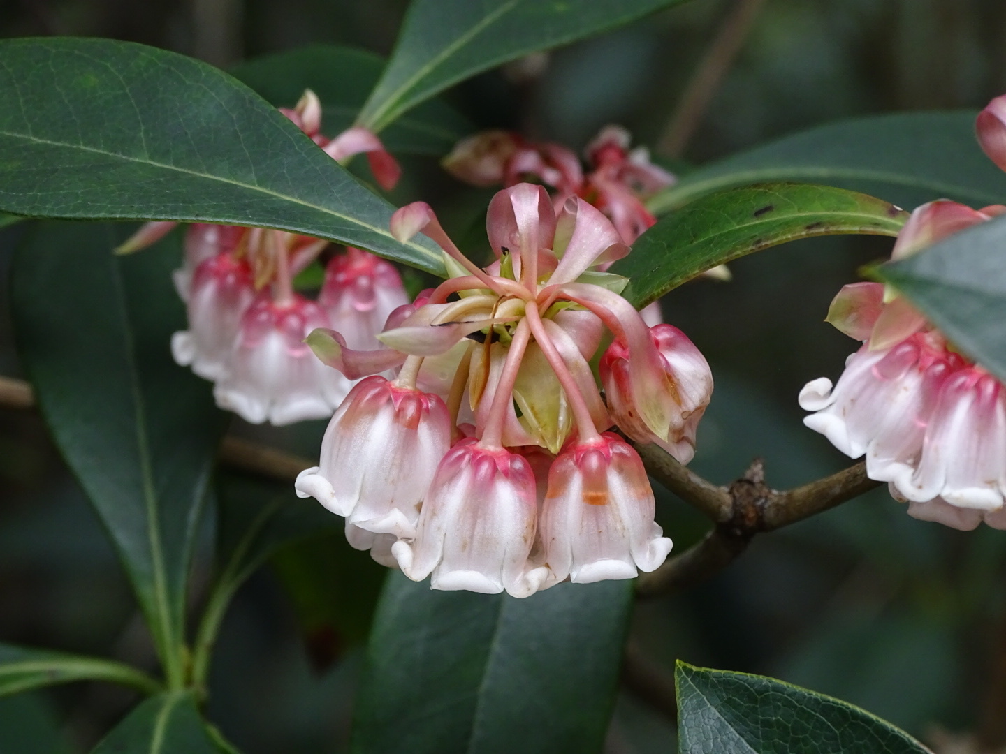 吊钟花怎么养?吊钟花的四大养护要点