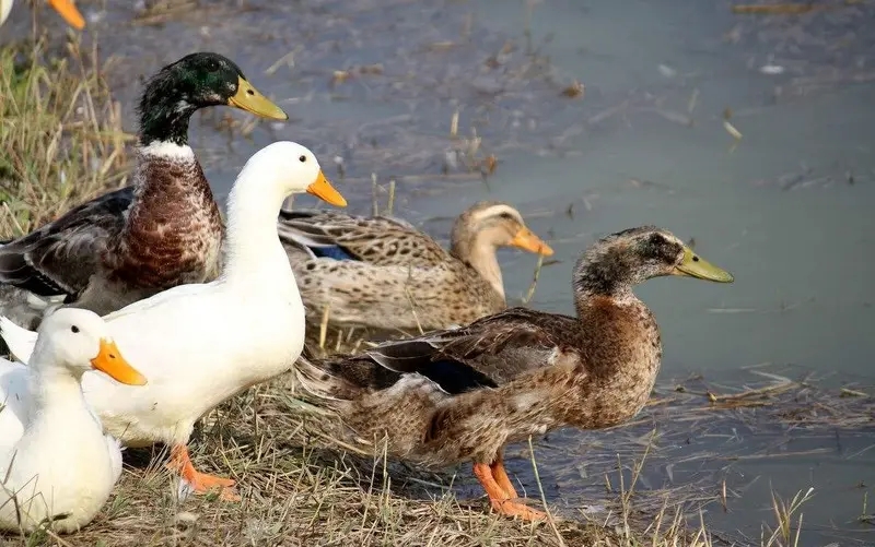 鸭子的寿命有多长?几年的鸭子最好?