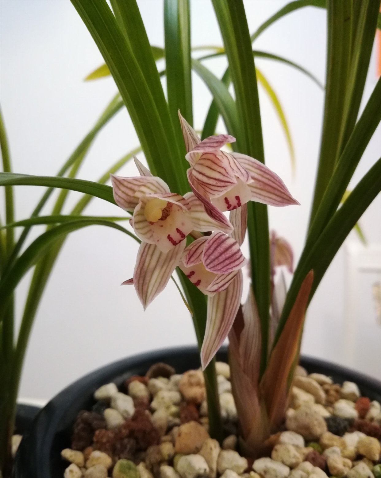 它是春劍素花中的名品,花色粉紅淡雅,清馨秀麗,花香清新怡人